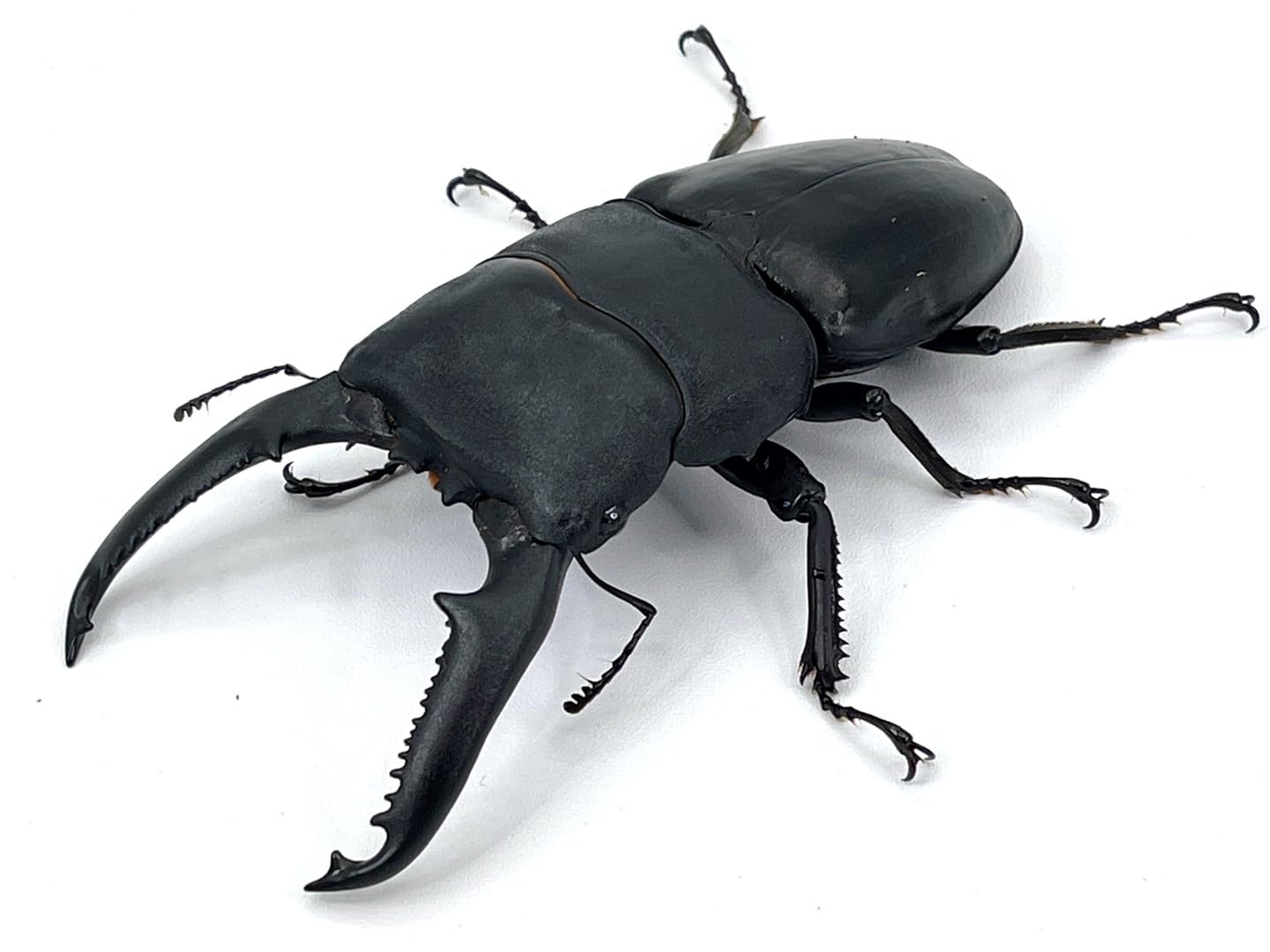 Amazon | (オスメスペア)ケース・ゼリー付き【DDA】大型血統 パラワン