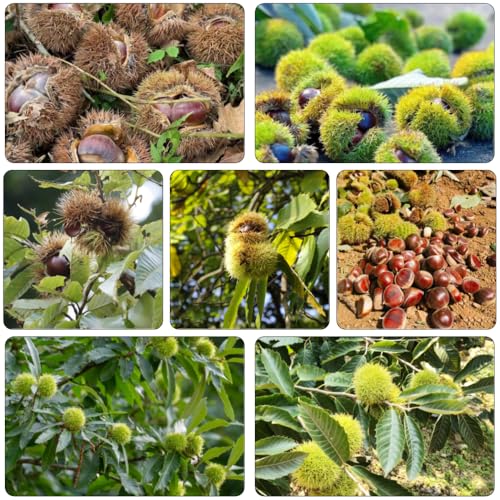 castaño balcón camas elevadas de interior medicinales de balcón resistentes jardín invierno semillas bonsái 6pcs