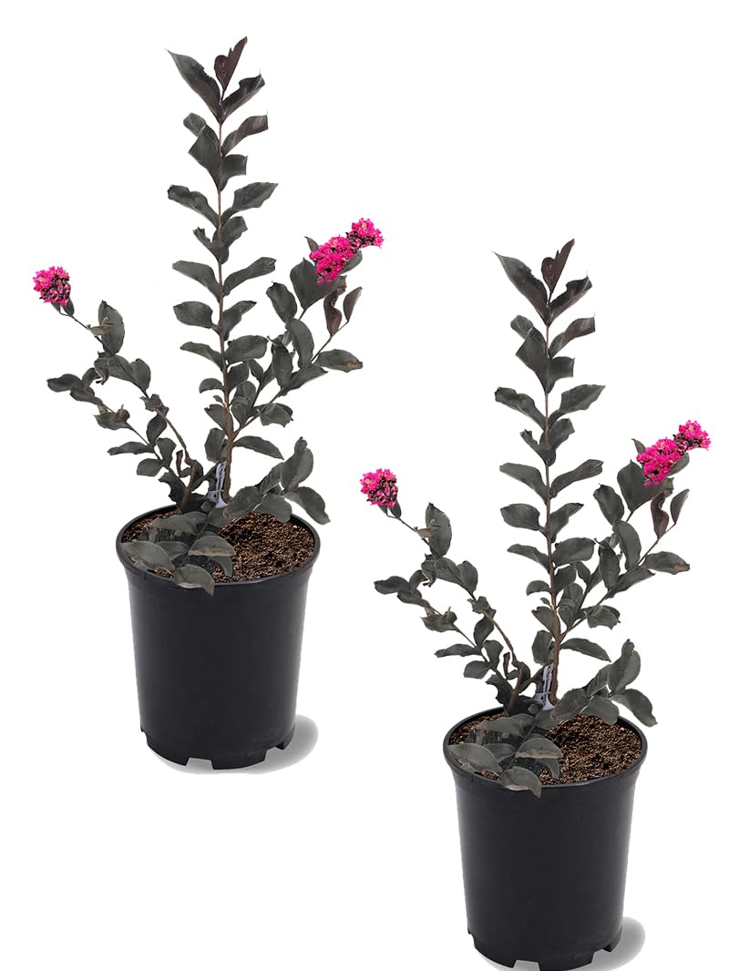 Mystic Magenta Black Diamond Crape Myrtle 2 Trees