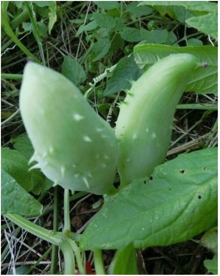 Cyclanthera Pedata - Achocha - Caigua - 10 Seeds