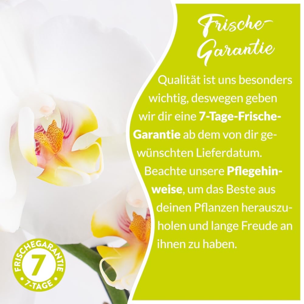 Weiße Orchidee, Topfgröße 12 cm, blühende Zimmerpflanze, Phalaenopsis mit vier Rispen, Höhe circa 60 cm, Orchideenversand, echte Orchidee