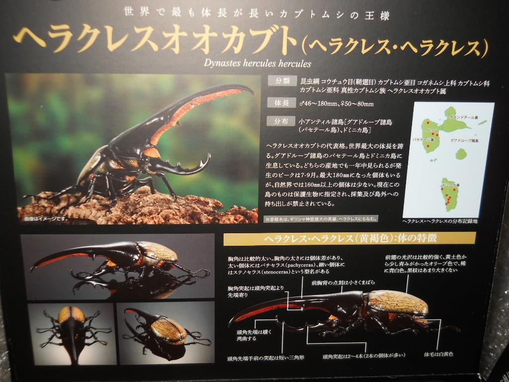 Amazon.co.jp: いきもの大図鑑プレミアム プレミアム限定 ヘラクレス
