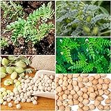 100 piezas semillas de garbanzos - semillas de hortalizas balcón plantas resistentes,Cicer arietinum, semillas de hierbas plantas de tina resistentes planta plantas en maceta al