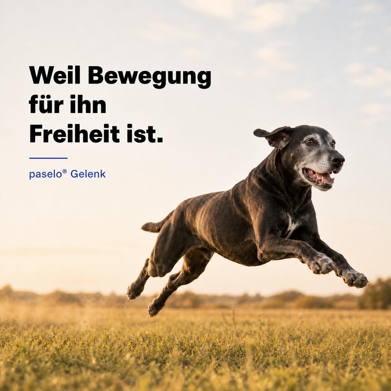 Gelenktabletten für Hunde – 120 Tabletten – 13-Fach Wirkstoffkomplex mit Grünlippmuschel & MSM – entwickelt mit Tierärzten, laborgeprüft, zum Patent angemeldet, Made in Germany – Einführungspreis