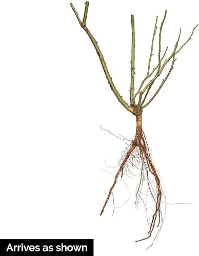 Miniatura 3 de Tropical Lightning - Rosa trepadora, planta de rosa de raíz desnuda inactiva que cuando rompe la latencia tiene hermosas flores de color naranja,