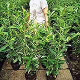 Kirschlorbeer Genolia ® Containerpflanzen 80-100 cm