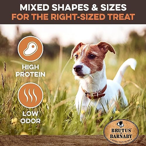 Brutus  Barnaby Bully Stick Bites  Grass Fed Low Odor Bully Stick Bites All Pure and Grain Free 1lb  Cucciolini Doodles Brutus  barnaby bully stick bites  grass fed low odor bully stick bites  all pure and grain free 1lb   cucciolini doodles