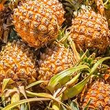 semillas de piña, piña, jardín rocas semillas columnares resistentes para exóticas columnar balcón 35pcs