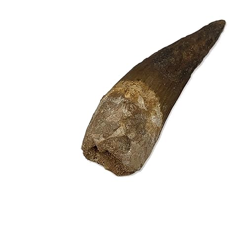3.35 oz, 5.2 "X 1.4 "x 1.1" Fósiles naturales raros Spinosaurus Dientes El Dinosaurio Carnívoro más grande de Marruecos, Mineral, Especimenes, F3188