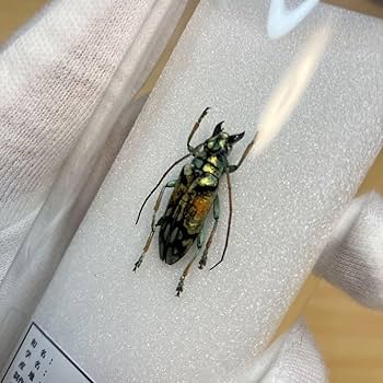 Amazon.co.jp: 昆虫標本ホウセキカミキリ ガラスケース入り