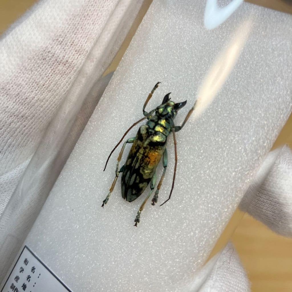 カミキリムシ（および甲虫）標本 カミキリムシ（および甲虫）標本