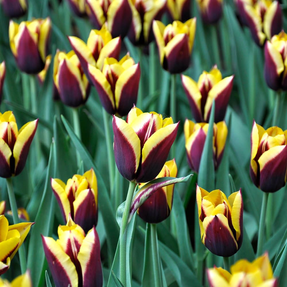 YouGarden Tulip Gavota, 24 x Bulbs, Early Spring Flowering