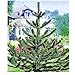 BALDUR Garten AffenschwanzBaum, 1 Pflanze, Araucaria, Chilenische