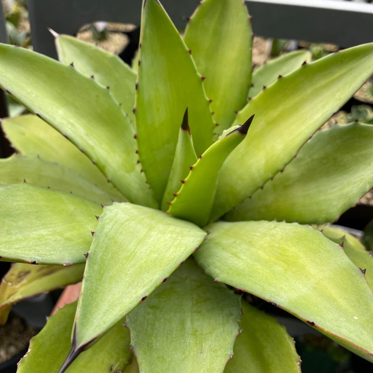 チタノタ　ルナ　LUNA s-l400.jpg