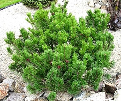 Dwarf Mugo Pine - Pinus mugo 'Mughus' 2 - Year Live Plant Dwarf Mugo Pine - Pinus mugo 'Mughus' 2 - Year Live Plant