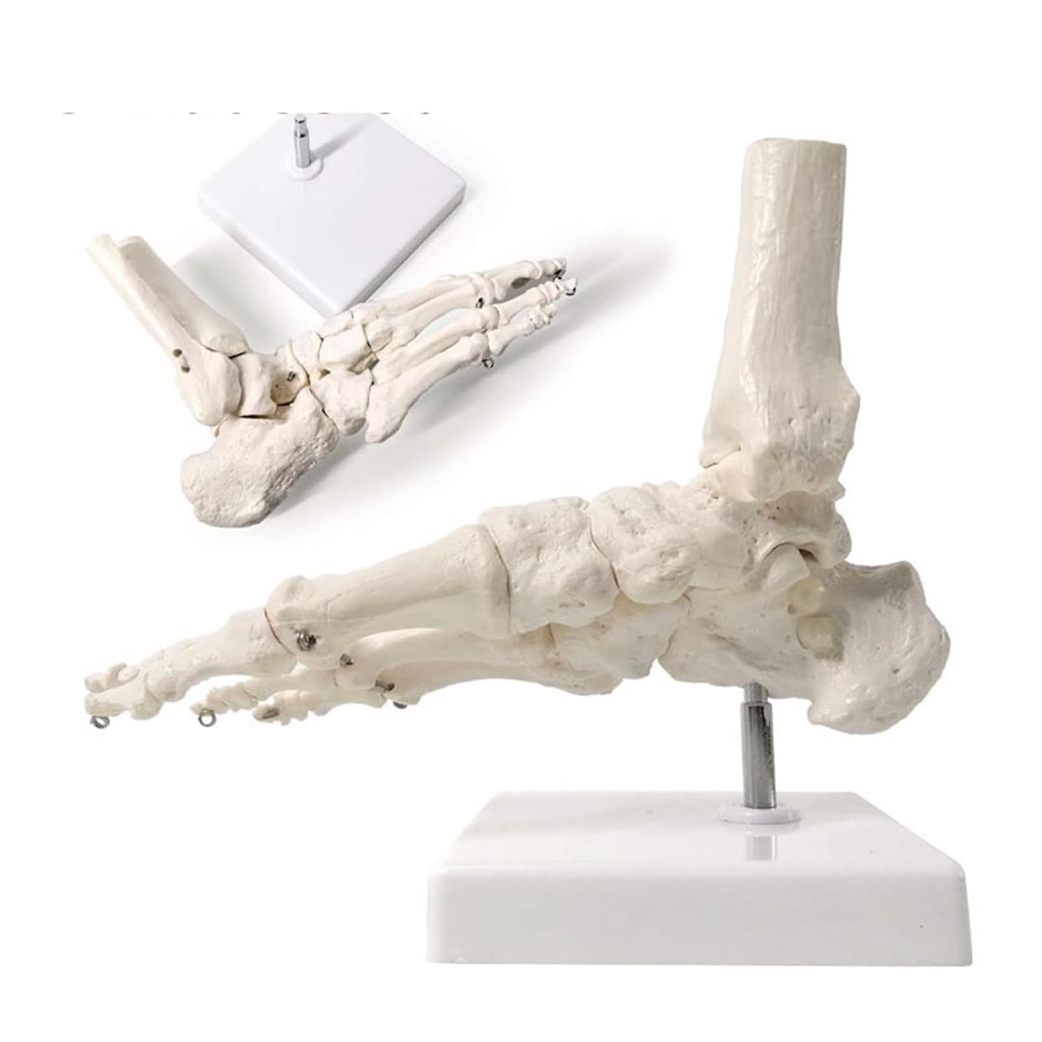 Life Size Foot Joints Bones Foot Anatomy Skeleton Human Foot Ankle Model Shank Bone Anatomical Models Learning Tool