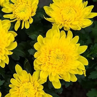 2 Live Chrysanthemum Plants, Mums Plants Live from 5 to 7 Inc Long, Well...
