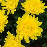 2 Live Chrysanthemum Plants, Mums Plants Live from 5 to 7 Inc Long, Well Rooted (Yellow)