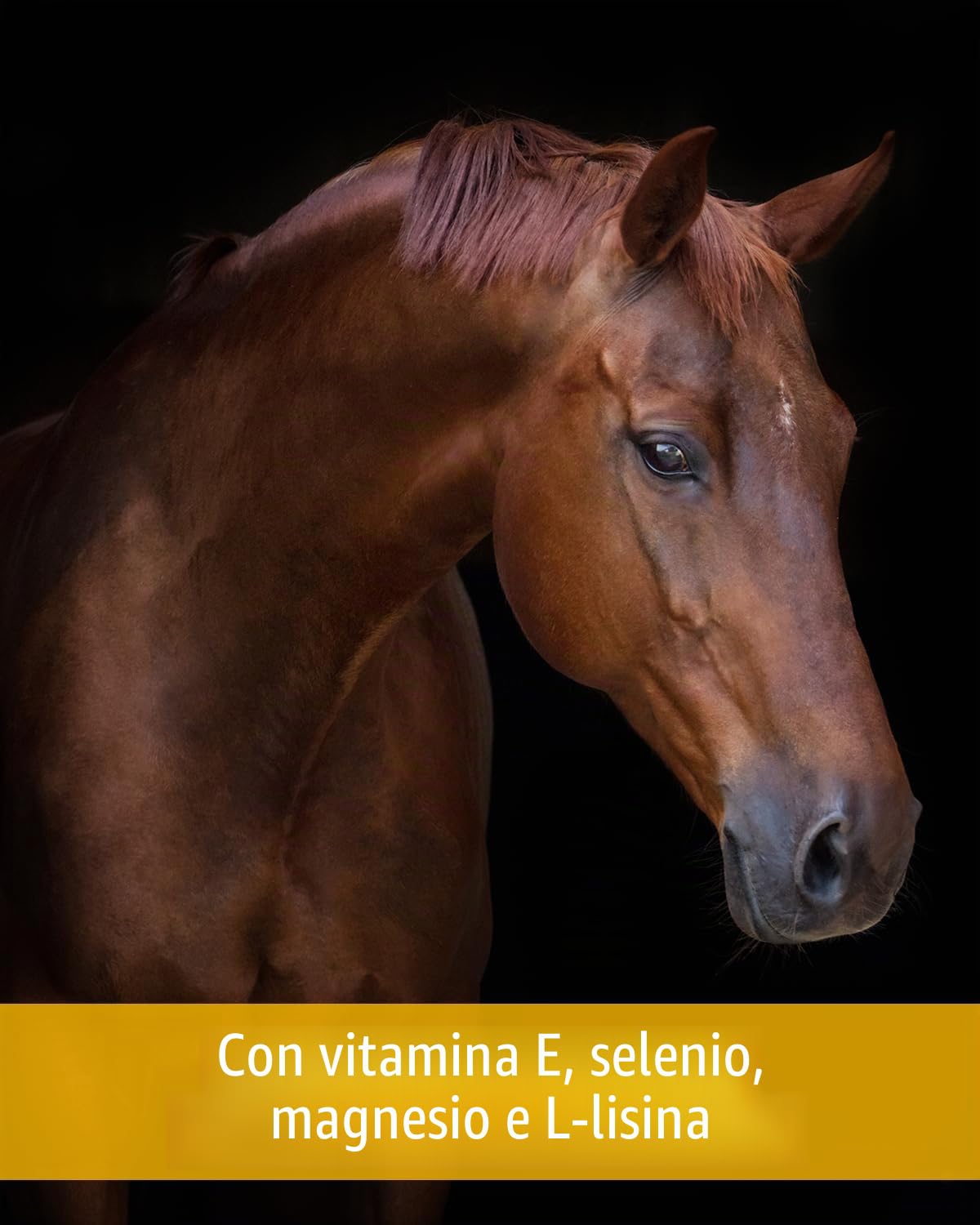 Equistro Excell E Powder 3 kg, complemento di mangime per cavalli
