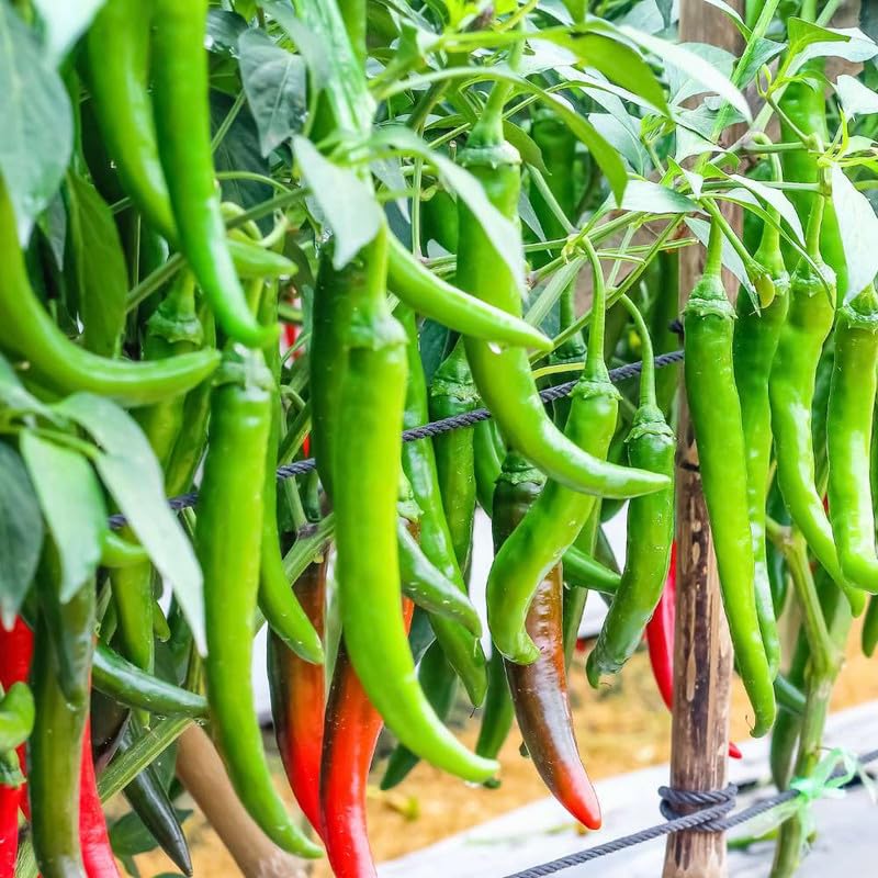 VNR chilli seeds For Plant,VNR chilli seeds For Home Gardening,VNR chilli seeds Home Planting Pack Of 30 (B0CRZXNDCW) Amazon Price History, Amazon Price Tracker