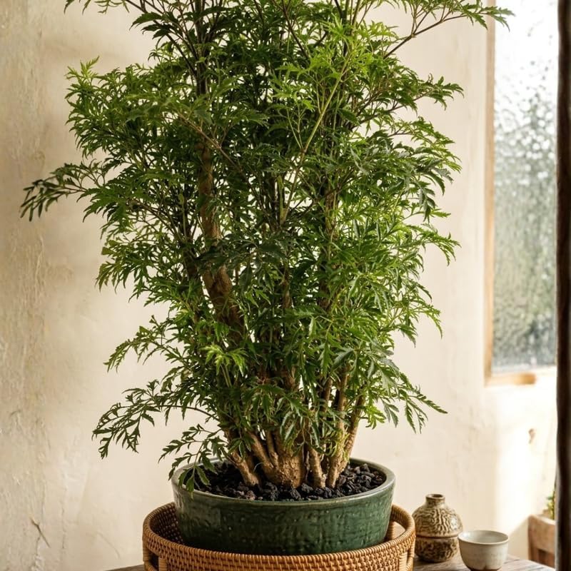 Aralia Ming Plant fot Houseplant, 4 Inch Size, Unique Lacy Leaf Indoor Perennial for Bright Spaces and Modern Home Décor