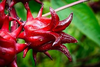 Hibiscus sabdariffa Seeds, Roselle Seeds - Decorative & Great for Tea Making