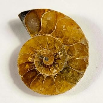 32mm Half Ammonite Fossil Shell Spiral Polished Natural Fossilized Gemstone Ammolite Crystal Decor Specimen - Madagascar (1PC)