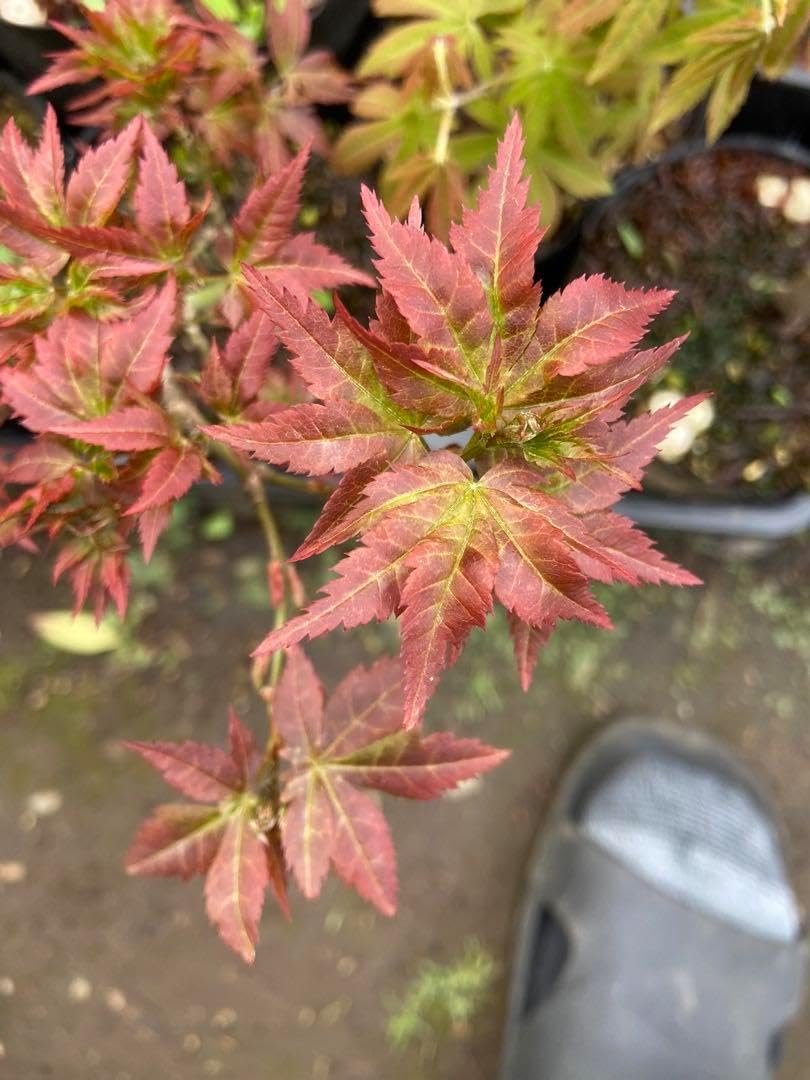 ①希少斑入りもみじ テイラー4号鉢全長90cm &紅獅子5号鉢