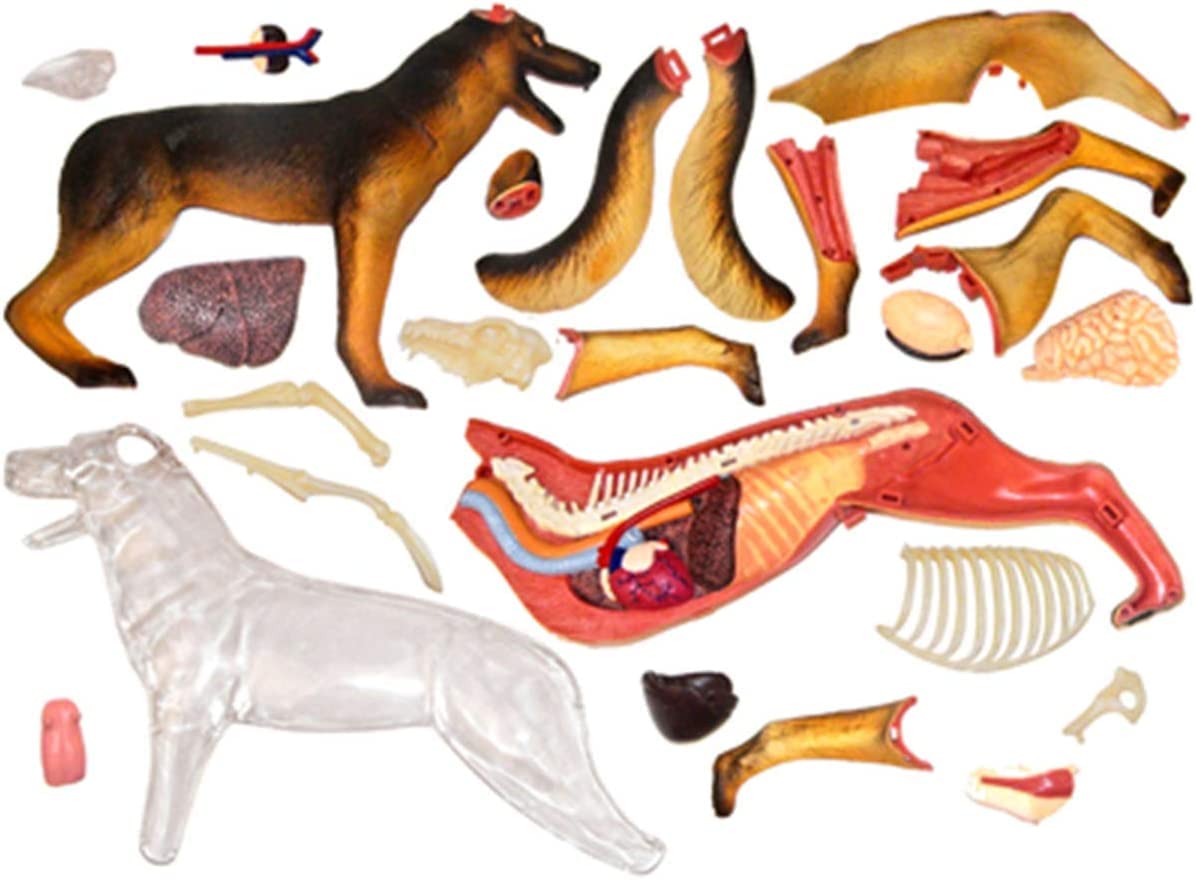 Modello di Anatomia del Cane Lupo Biologia Organo Simulazione Animale Insegnamento Medico Staccabile 29 Parti Modello Anatomico Animale Puzzle Educativo Fai da Te