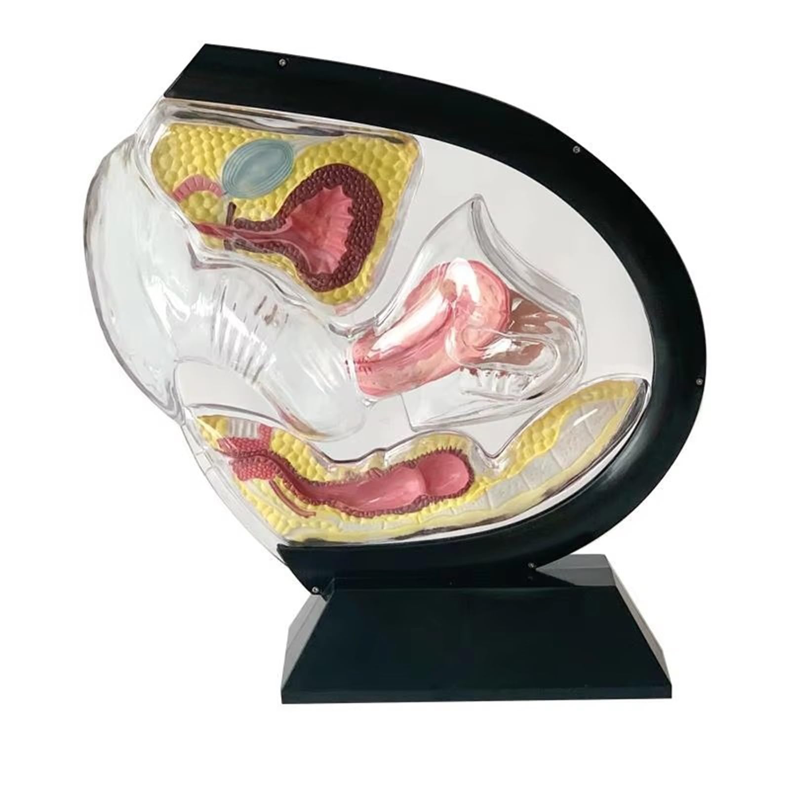 Transparentes Gebärmuttermodell, Modell des weiblichen Fortpflanzungssystems, abnehmbares anatomisches Beckenmodell for den Unterricht in Menstruationstassen(Black)