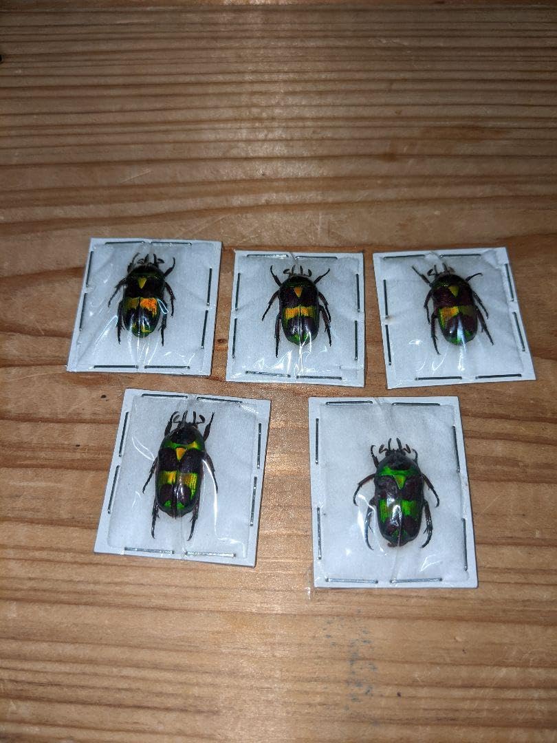 昆虫標本　珍品クイグルトラハナムグリ♀ 美麗 ゴライアスカシクス 69.5㎜ 標本 ラベル付 オオツノ