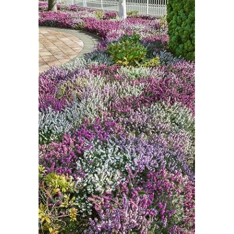 Winter Flowering Scottish Heathers Mix Pack Cover