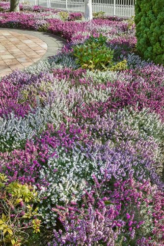12 All Seasons Heather Plant Collection - Mixed Collection - Evergreen Shrubs - Pot Plants