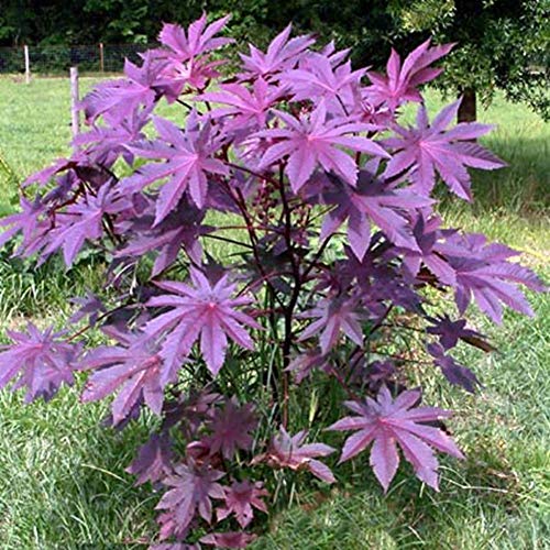 Bonsai Maple Tree Seeds Balcony Plants 20 Seeds for Home Garden