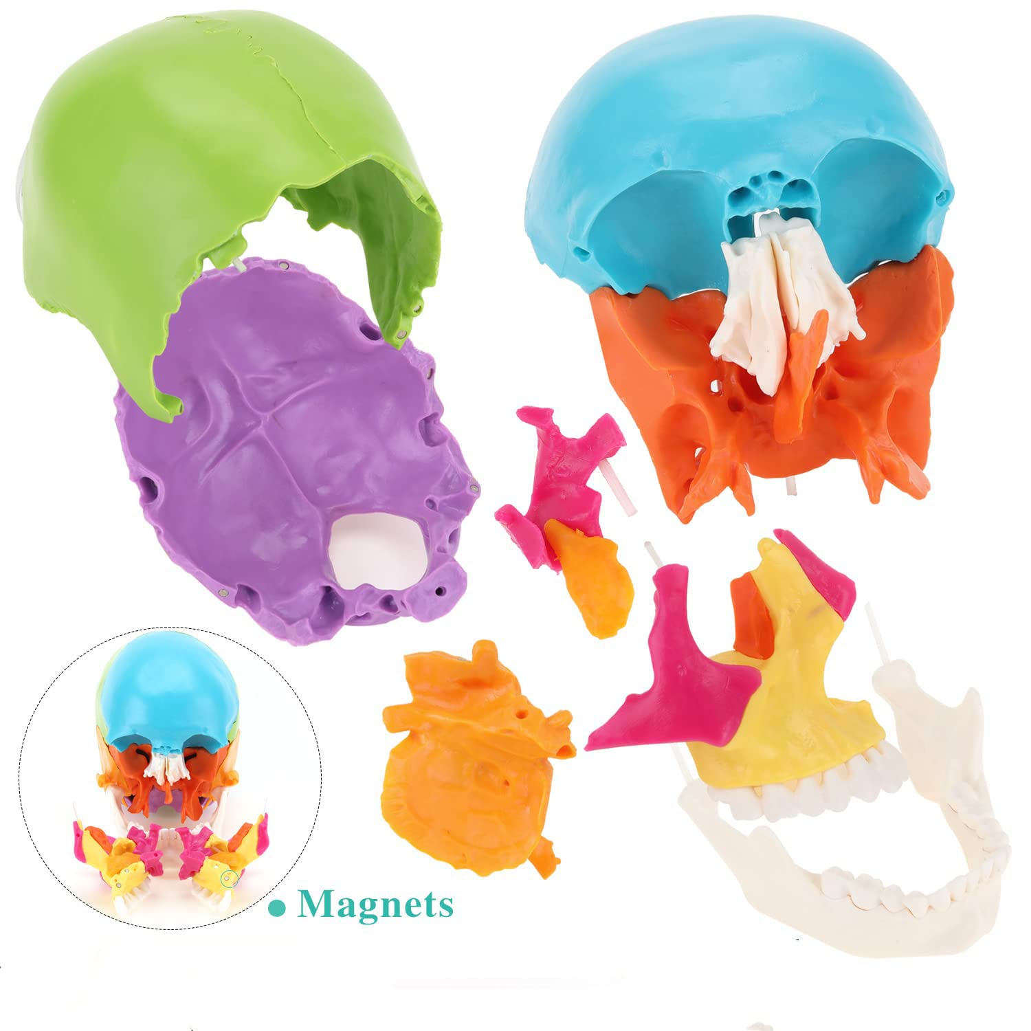 Amazon.co.jp: カラードスカル 22個の骨に分解 本物の人間の頭蓋骨から