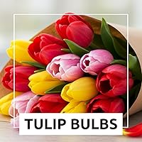 Vista 2 de Bulbos de tulipanes de color arcoíris para plantar – 10 bombillas de jardín o contenedor de primera calidad – Floraciones de primavera, flores