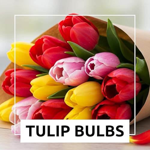 Miniatura 2 de Bulbos de tulipanes de color arcoíris para plantar  10 bombillas de jardín o contenedor de primera calidad  Floraciones de primavera, flores