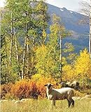  Cute Sheep in the Rocky Mountains Wildlife Photograph College-ruled Lined School Composition Notebook (Colorado Wildlife Photo Covers: Natures School Supplies)