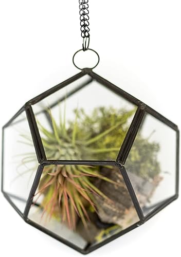 Kit de terrario de bricolaje con plantas de aire, soporte de Tillandsia para plantas de aire, planta de interior y exterior de Tillandsia viva, al