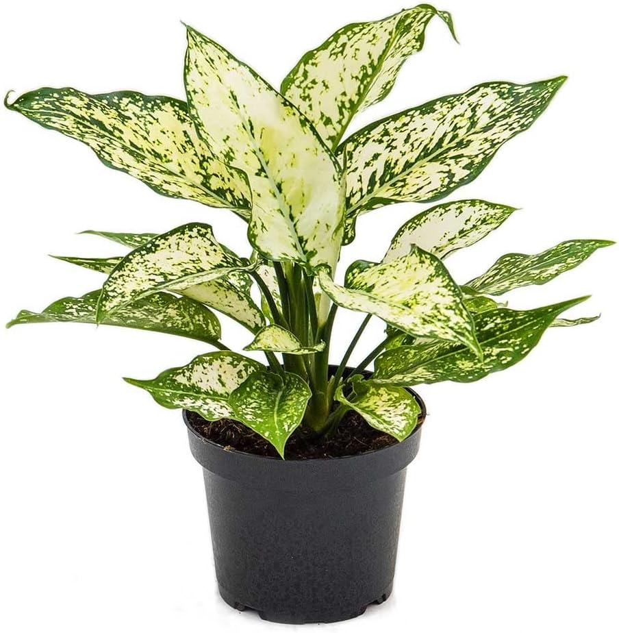 Garden Art live indoor plant (Aglaonema Snow White)