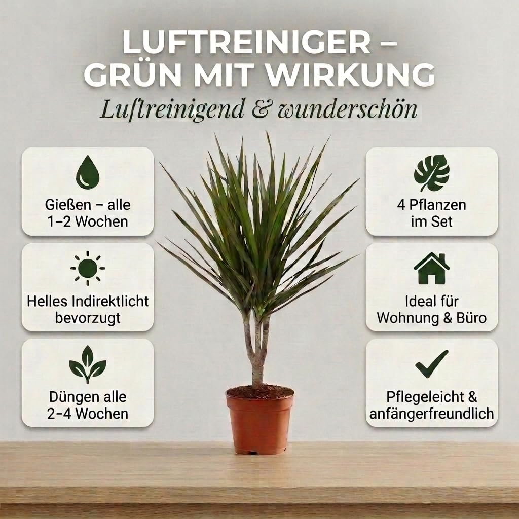 “Luftreiniger” Pflanzenset | 4er-Set | Monstera, Spathiphyllum, Dieffenbachia, Areca-Palme | ca. 40-70 cm | Ø 12-15 cm Topf | Pflegeleichte Zimmerpflanzen für Wohnung und Büro