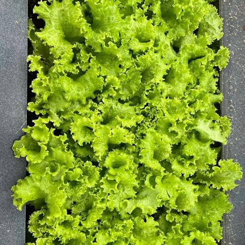 semillas de lechuga hoja - invernaderos Decoración exteriores 55pcs