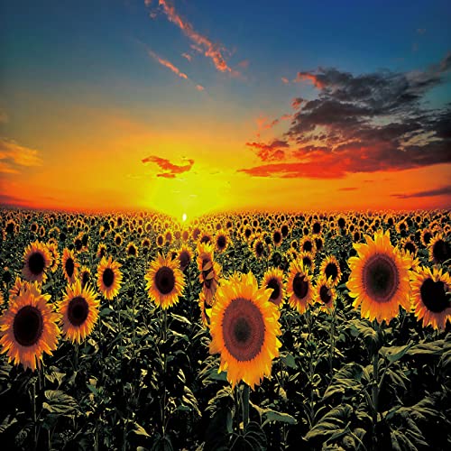 Couverture tournesol flanelle 3D de qualité supérieure douce et durable