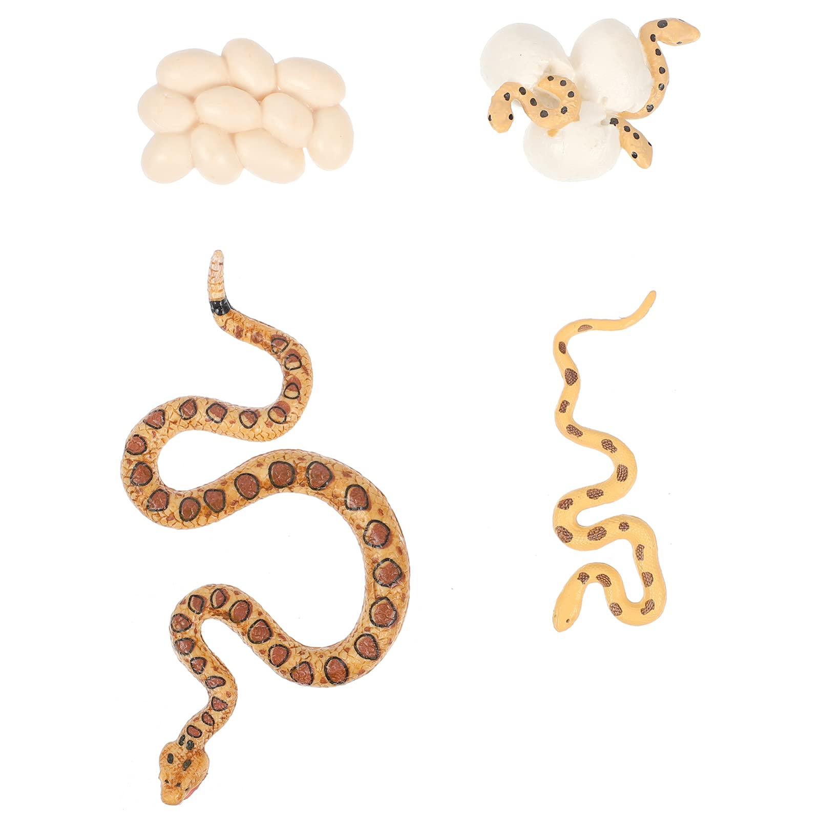 Buy NUOBESTY 4pcs Rattlesnake Figurines Life Cycle Of Snake Egg To