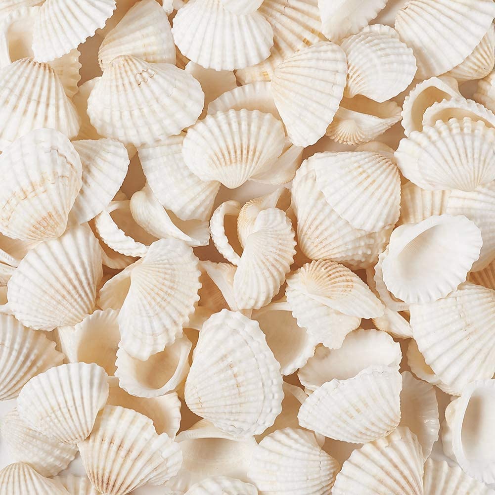 Scallop Shell Natural Seashell from Sea Beach for DIY Craft Decor (White1)