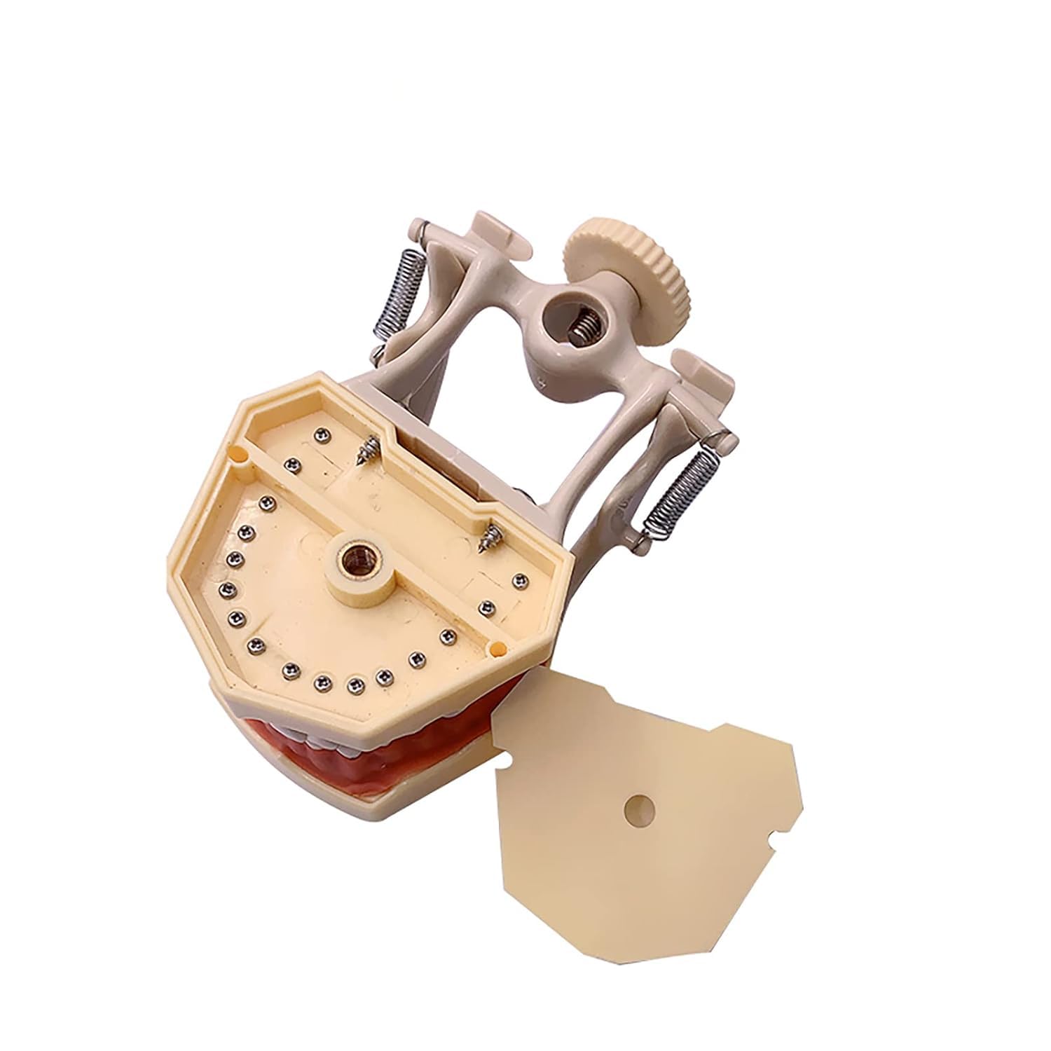 Strumenti Didattici per L'Odontoiatria Modello Anatomico Typodont Typodont con 32 Denti Rimovibili per L'Insegnamento E Lo Studio