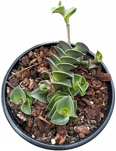 Maceta de 4" Plantas suculentas vivas Tradescantia Navicularis