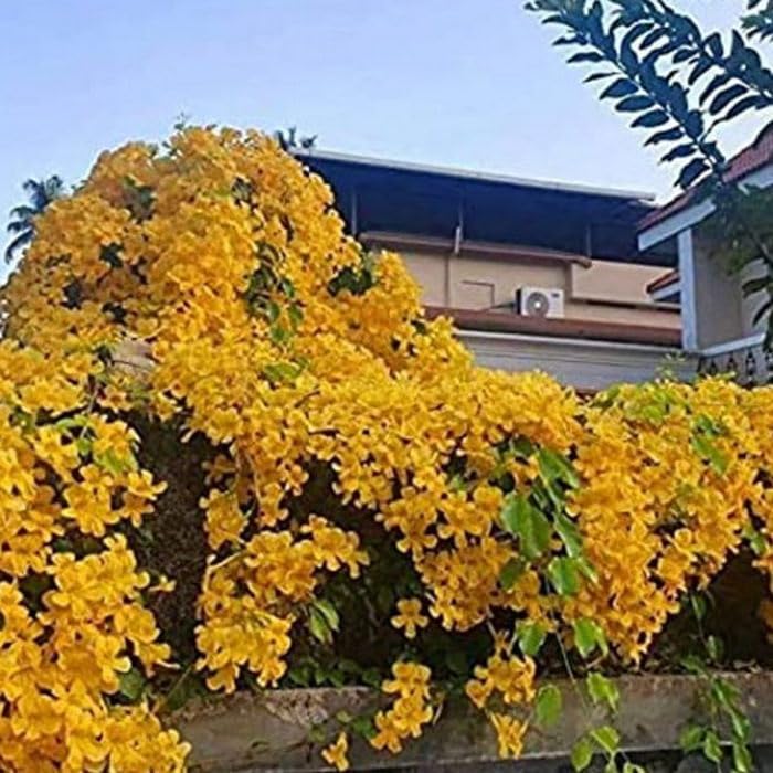 Creative Farmer Healthy Live Cat'S Claw Plant - Ornamental Creeper For Outdoor Landscapes Cats