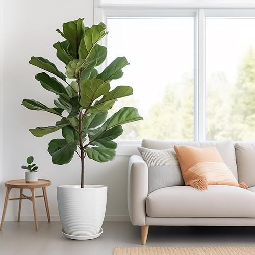 Miniatura 2 de Maceta de cerámica de 12 pulgadas, maceta grande con orificio de drenaje y platillo redondo para plantas de interior y exterior, color blanco