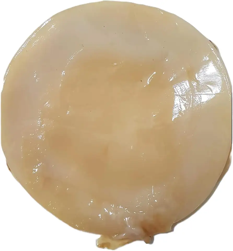 Scoby de kombucha com líquido starter e guia prático de instruções de cultivo - ebook | Kippys Natural